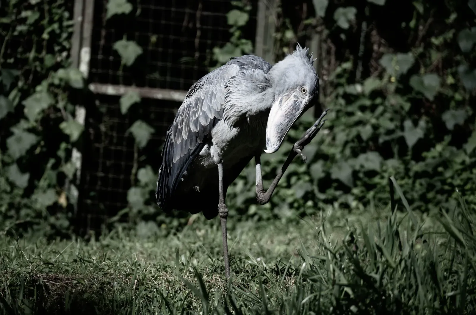 6. Feasts on Ferocious Fares (Image Credits: Wikimedia)