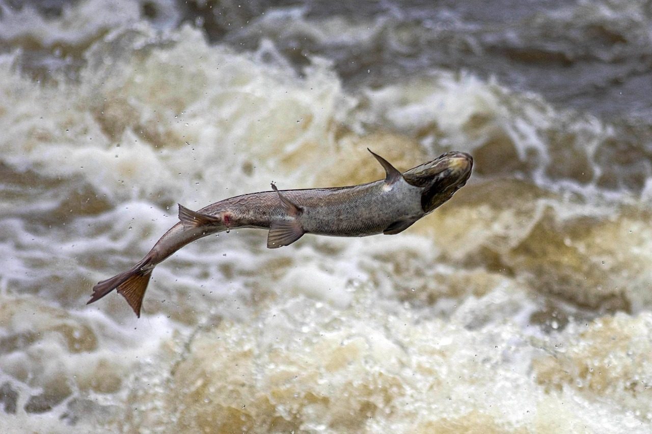 Salmon: Returning the Silver Spirits (Image Credits: Pixabay)