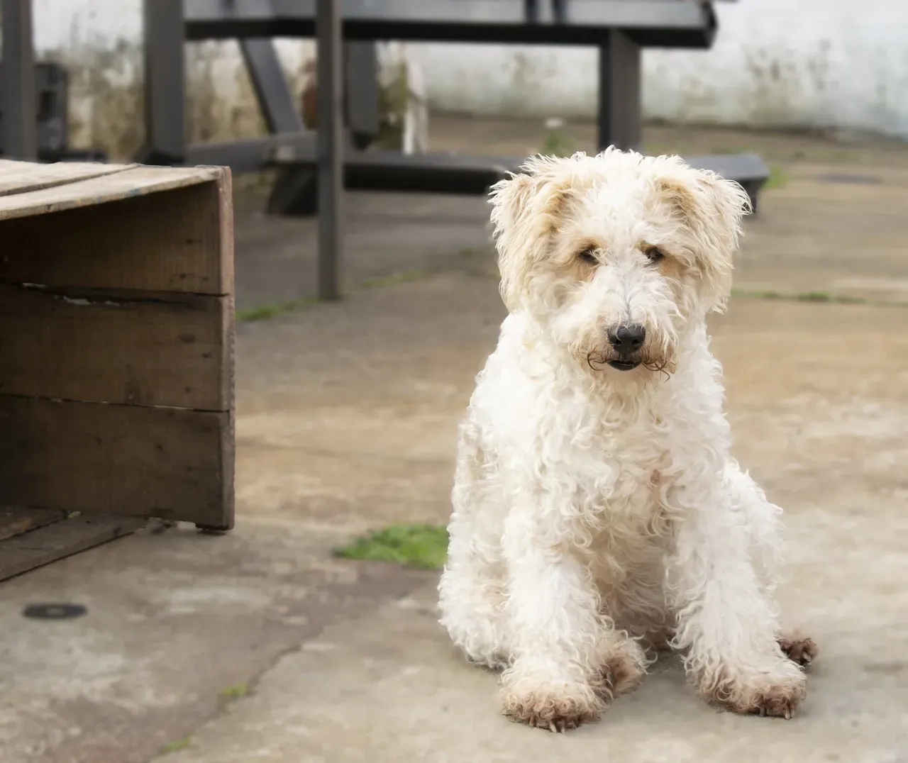 10. Wire Fox Terrier (Image Credits: Pixabay)