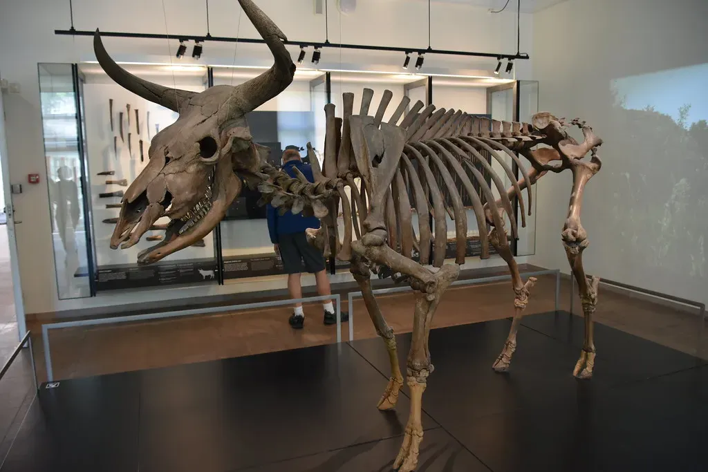 6. The Aurochs (Europe, Asia, and North Africa, Extinct 1627) (Prof. Mortel, Flickr, CC BY 2.0)
