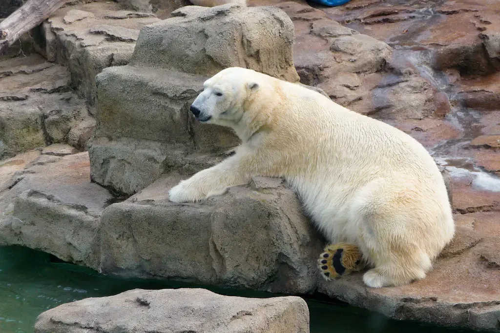 6. Their Paws Are Remarkable Engineering (Benjamin Haines, Flickr, CC BY-SA 2.0)