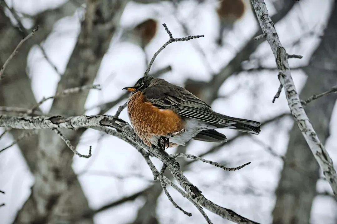 American Robin: The Backyard Icon Everyone Recognizes (Image Credits: Unsplash)