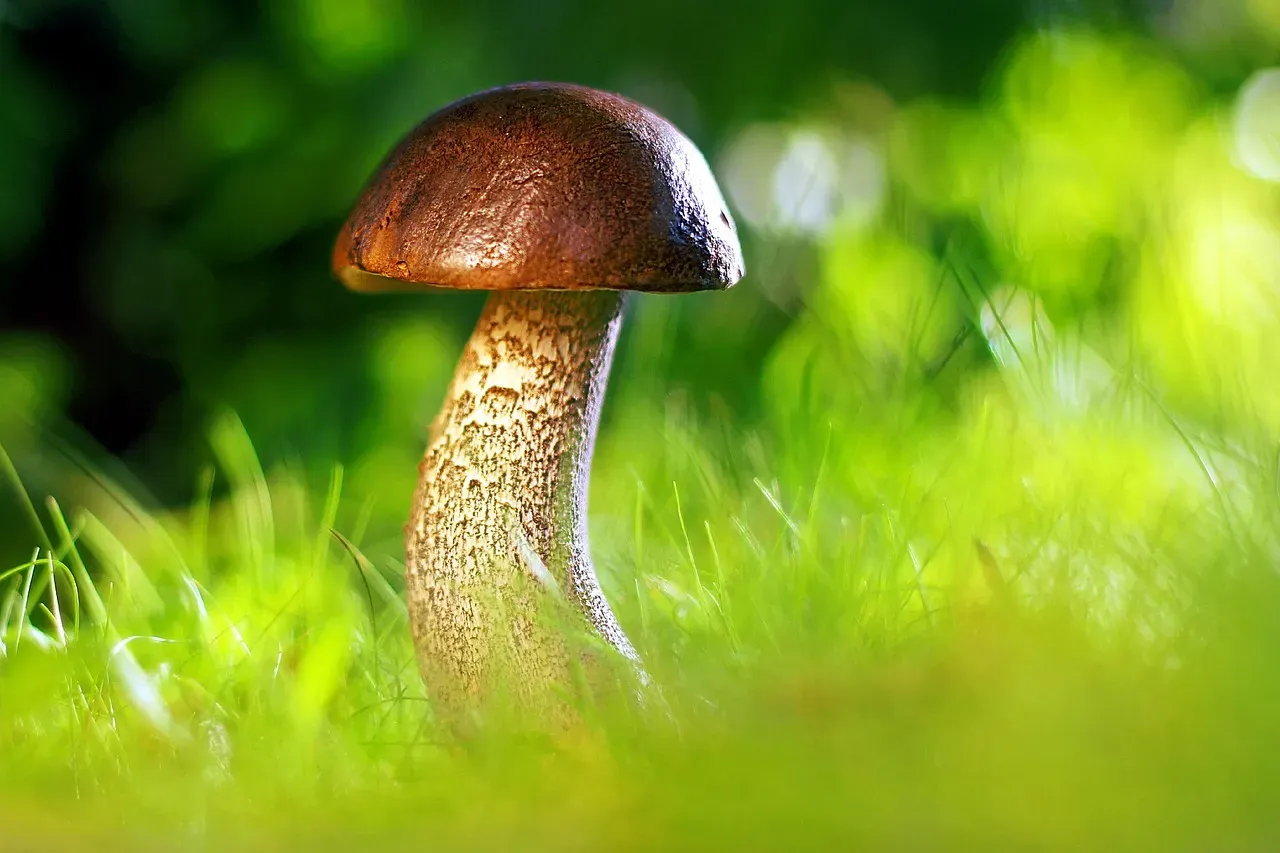 Mycorrhizal Fungi: The Underground Internet of Forests (Image Credits: Pixabay)