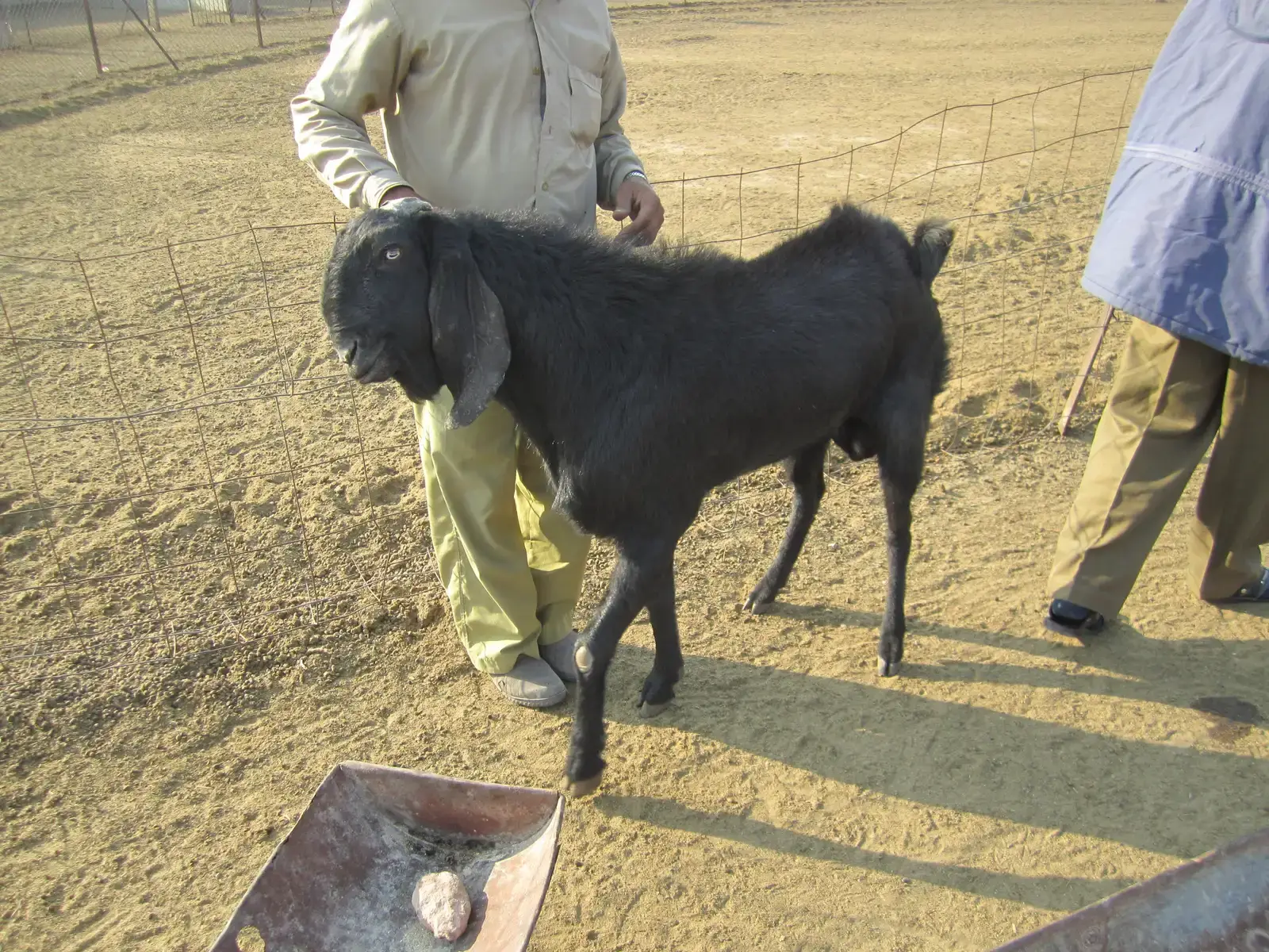 9. Beetal Goat (Image Credits: Wikimedia)