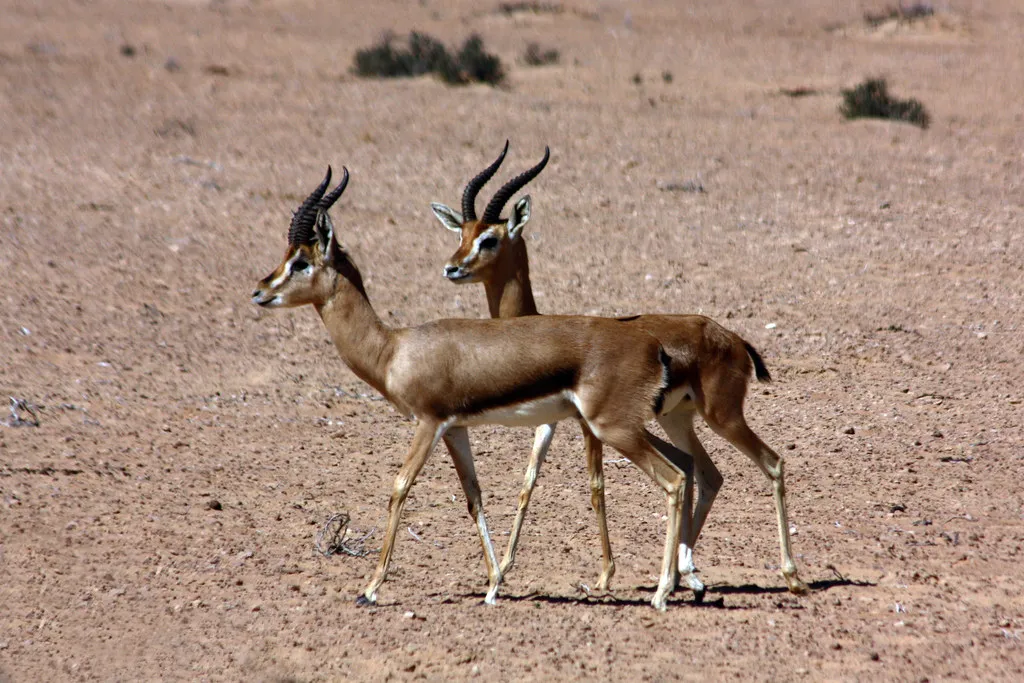 Sand Gazelle and Other Desert Gazelles: Masters of Metabolic Water (Image Credits: Flickr)