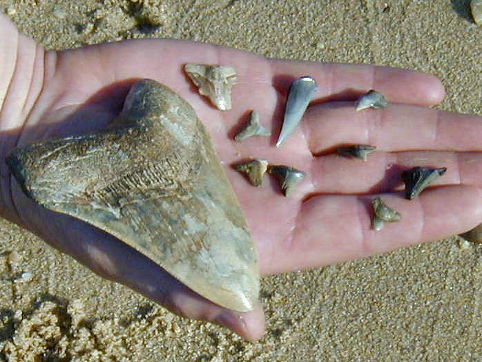 The Fossil Record Speaks (Image Credits: Flickr)