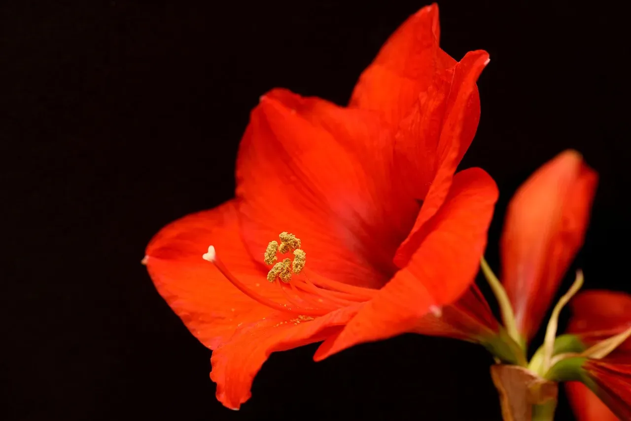 4. Amaryllis: The Winter Giant (Image Credits: Pixabay)