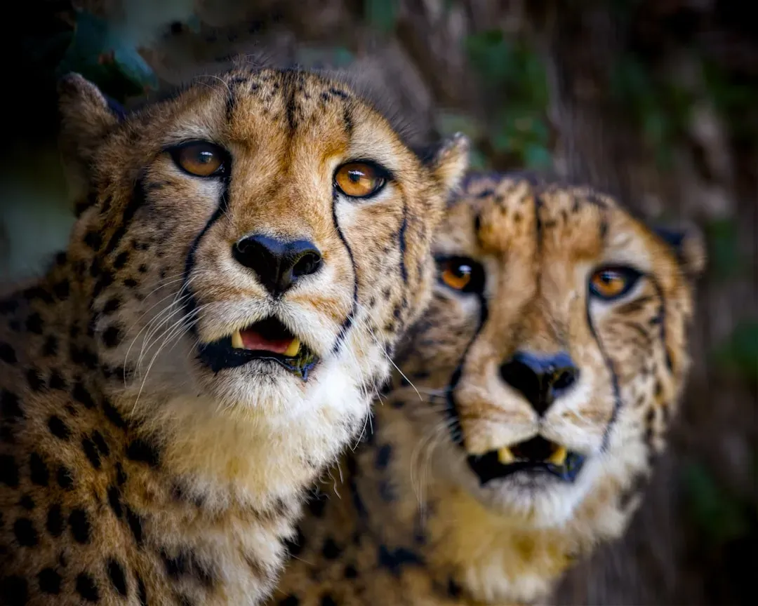 A Species Racing Against Extinction (Image Credits: Unsplash)