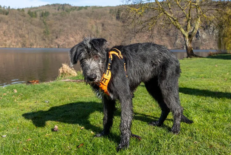 #9 - Irish Wolfhound (Image Credits: Pexels)