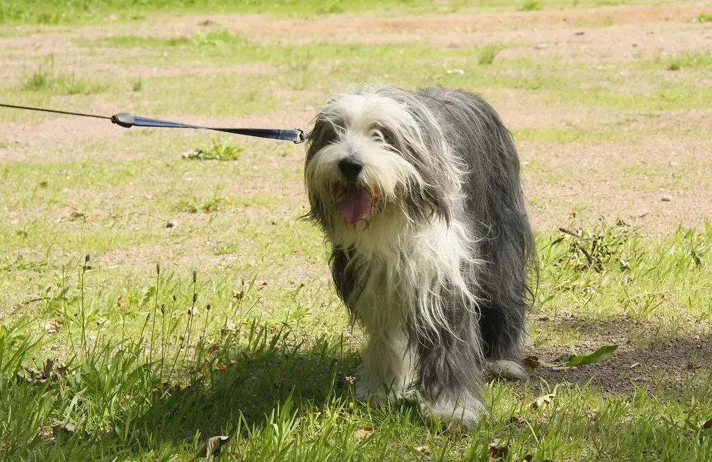 Bearded Collie (Image Credits: Flickr)