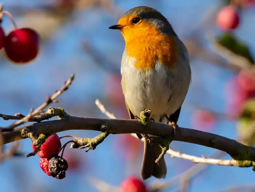 They Sometimes Get Drunk on Berries (Image Credits: Pexels)