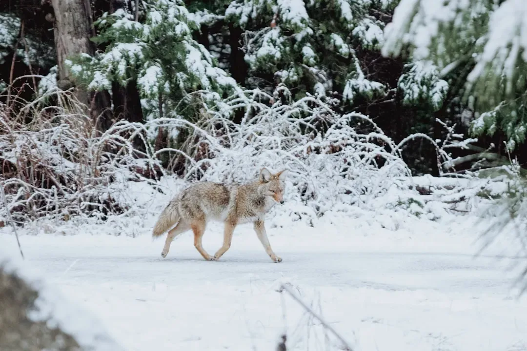 Tip 8: Know When and How to Report a Coyote (Image Credits: Unsplash)