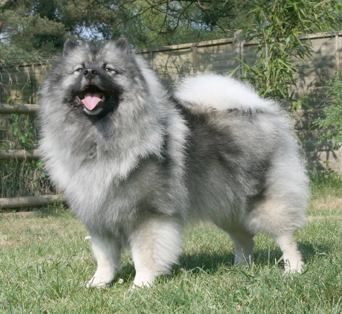 #14 - Keeshond (The “Velcro Dog” That Lost the Spotlight) (Majic. Cropped by Pharaoh Hound., CC BY 2.0)