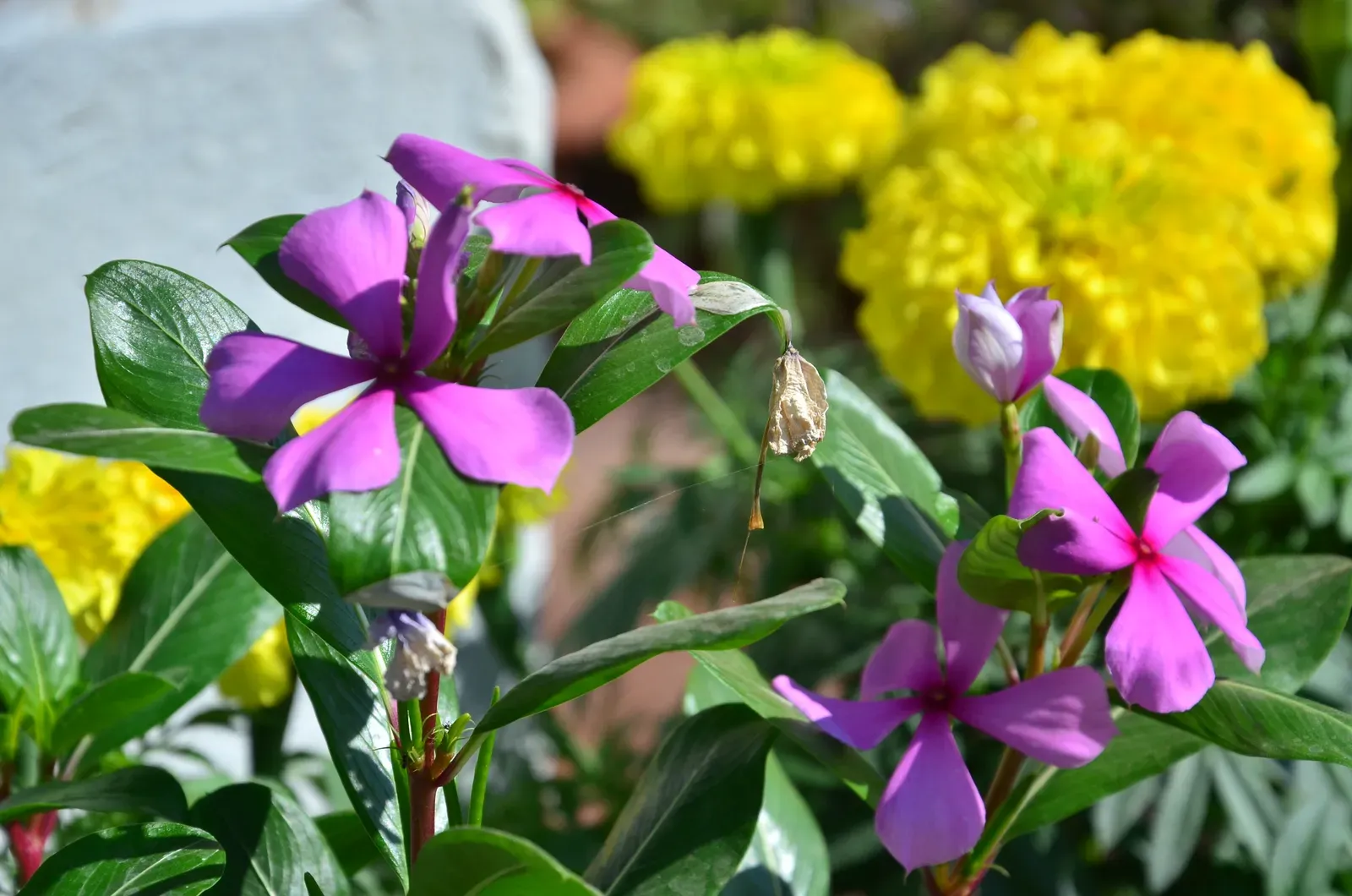 3. Vinca (Madagascar Periwinkle): Tough, Tidy, and Non-Stop (By PrakashAdhikari, CC BY-SA 4.0)