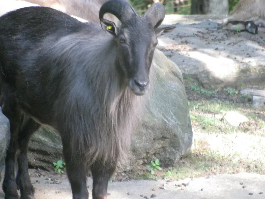 Virgo: The Himalayan Tahr (Image Credits: Flickr)