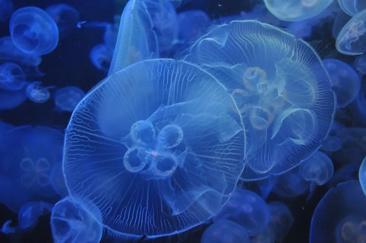 Turritopsis Dohrnii: The Jellyfish That Reverses Time (Image Credits: Pixabay)
