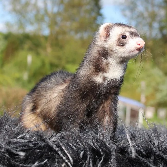 They Are Prairie Dog Specialists - And That&rsquo;s a Blessing and a Curse (Image Credits: Pexels)