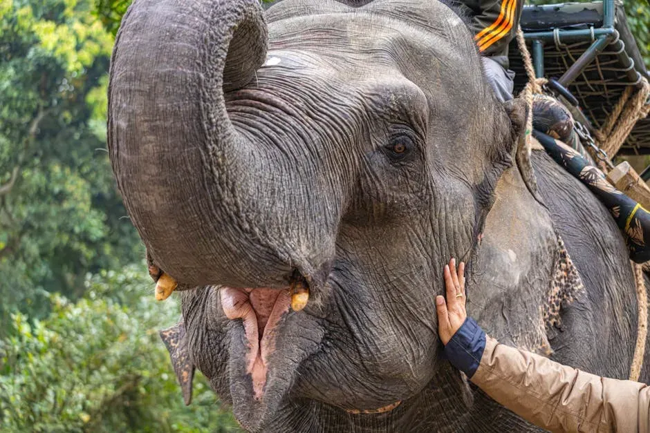 The Chemistry of Connection: Scent, Touch, and the Trunk (Image Credits: Pexels)