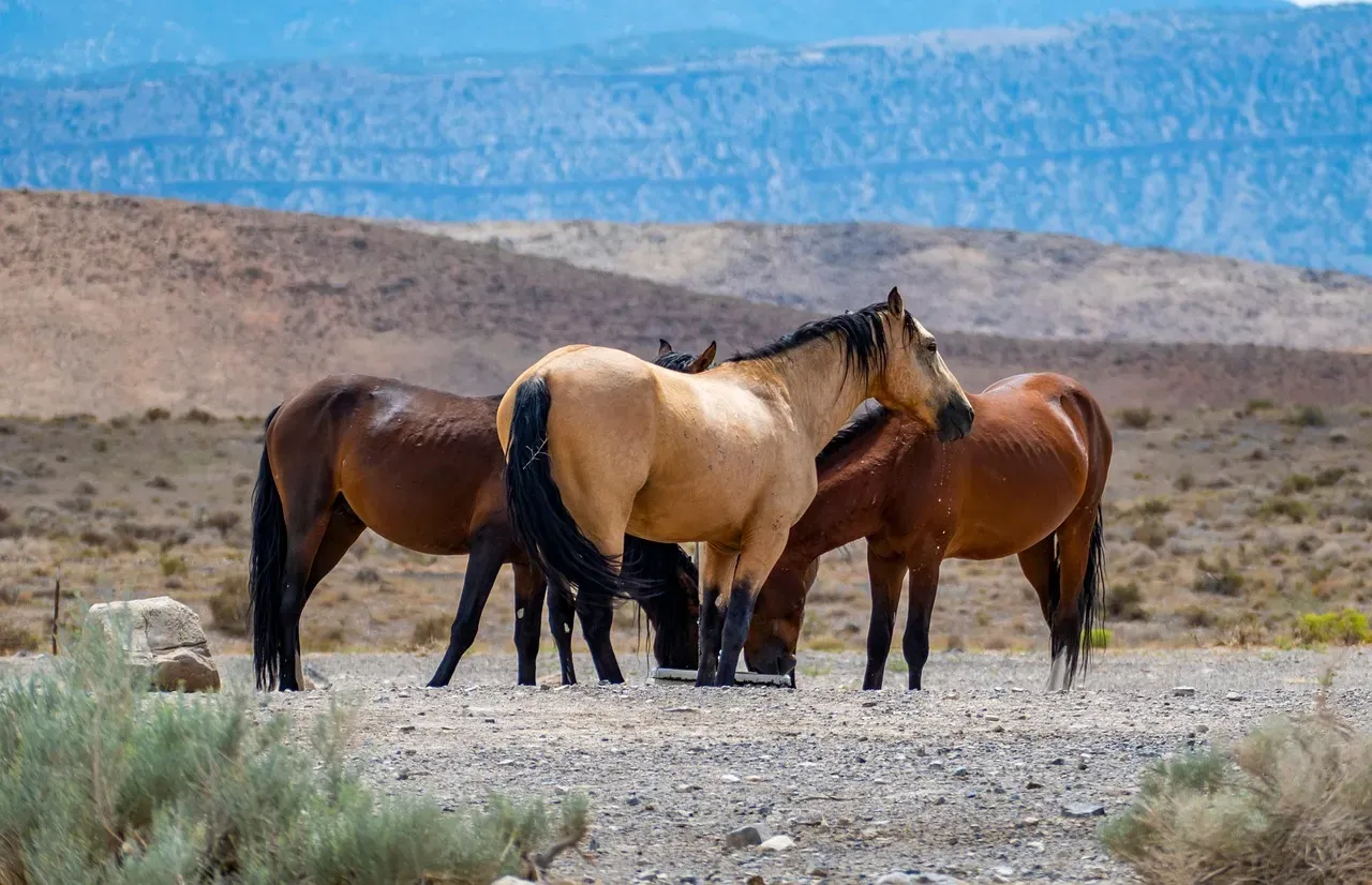 Utah: Desert Herds Pushing the Limits of Survival (Image Credits: Pixabay)