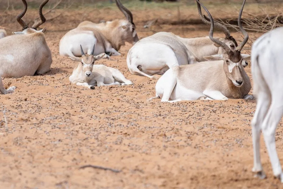 Addax Antelope: The Ghost of the Sahara (Image Credits: Pexels)