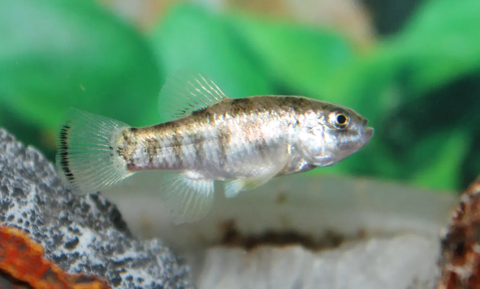 Julimes Pupfish: Swimming in Hot Springs (Image Credits: Wikimedia)
