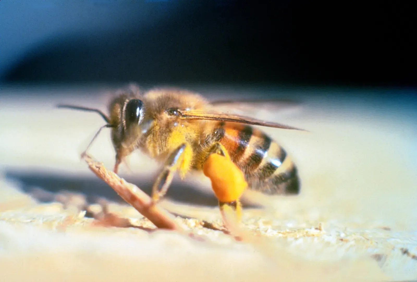 7. Africanized Killer Bees: The Swarm You Cannot Outrun (By Jeffrey W. Lotz, Florida Department of Agriculture and Consumer Services, Bugwood.org, CC BY 3.0 us)