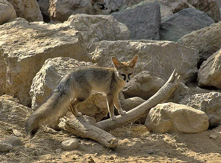 Aquarius (January 20 &ndash; February 18): The Blanford's Fox (Image Credits: Blanford fox:  Eyal Bartov, CC BY-SA 3.0, via Wikimedia Commons)