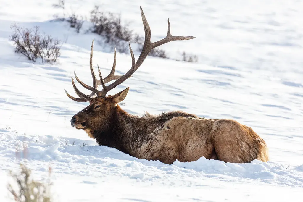 Elk (Image Credits: Flickr)