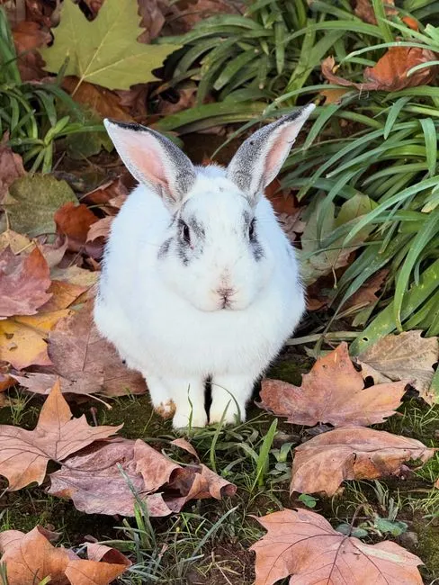 #3 - Rabbits: The Quiet Heartbreak Nobody Warns You About (Image Credits: Pexels)