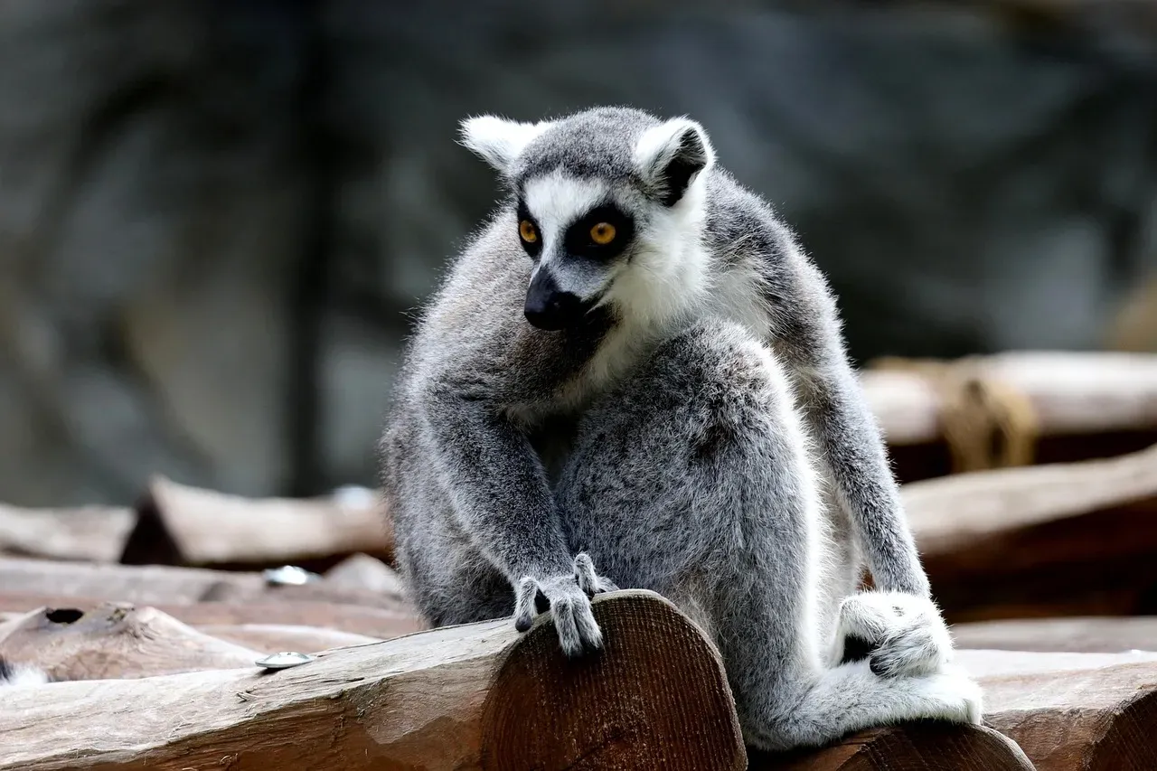 The World's Smallest Primate Lives in Madagascar (Image Credits: Pixabay)