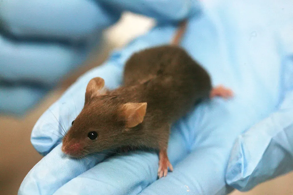 6. Mice Who Share Pain Through Emotional Contagion (theglobalpanorama, Flickr, CC BY-SA 2.0)