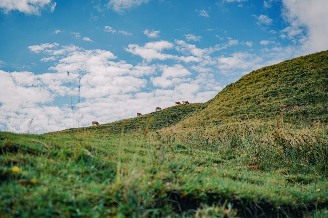 The Mima Mounds' Mysterious Formations (Image Credits: Unsplash)