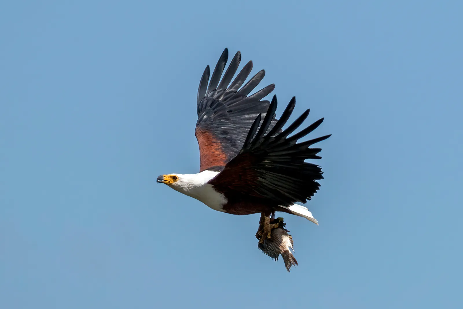 Gemini &ndash; The African Fish Eagle: Vocal, Adaptable, and Always in Motion (Own work, from Sharp Photography, sharpphotography, CC BY-SA 4.0)