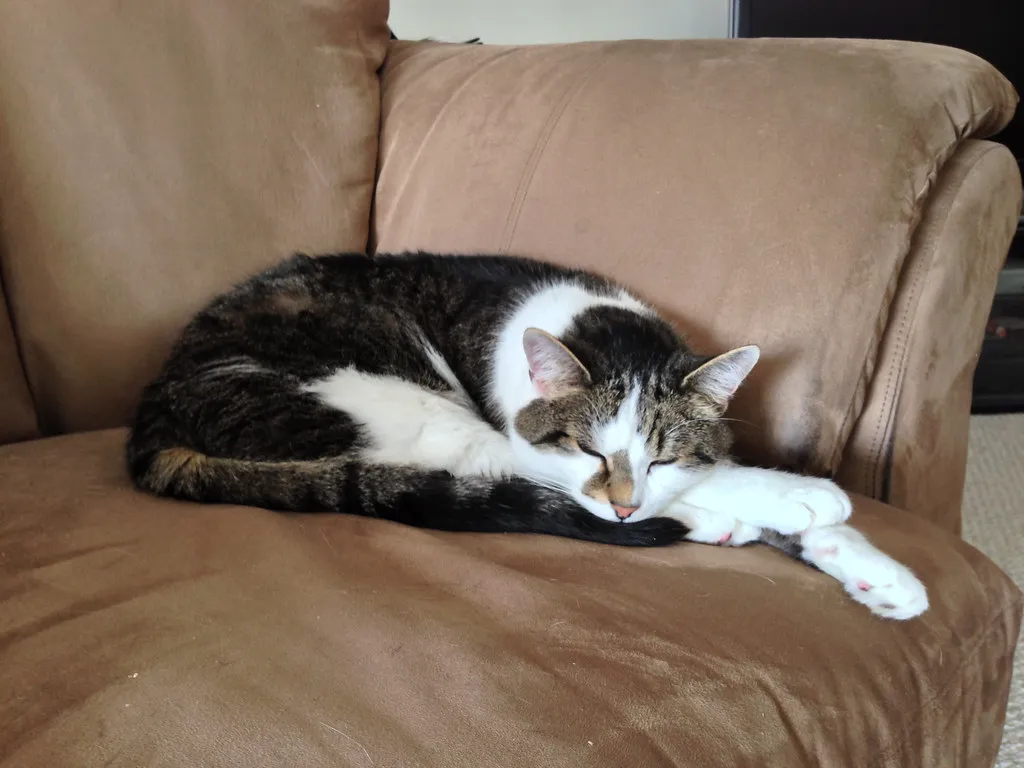 How to Help Your Cat Help You (Without Putting Too Much on Them) (mbloore, Flickr, CC BY-SA 2.0)