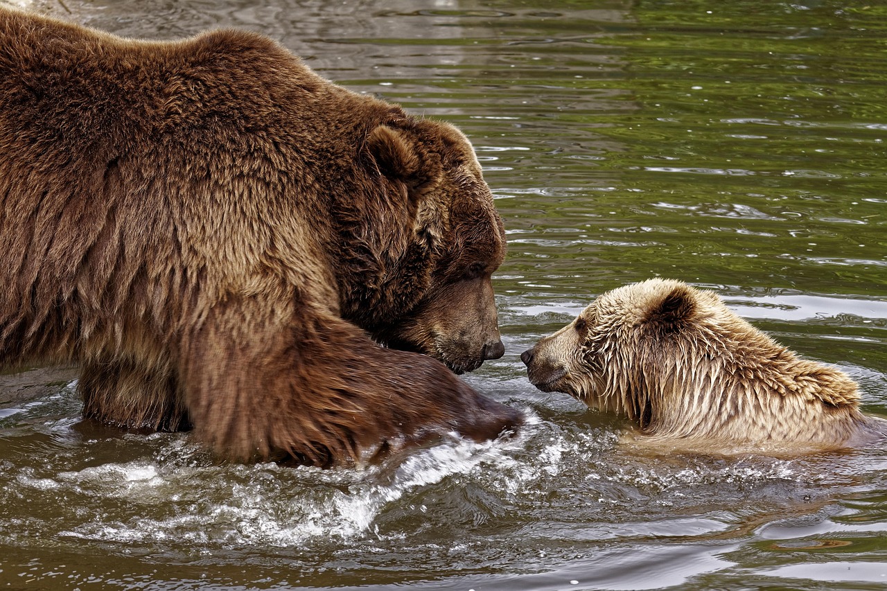 The Human Factor in Wildlife Encounters (Image Credits: Pixabay)