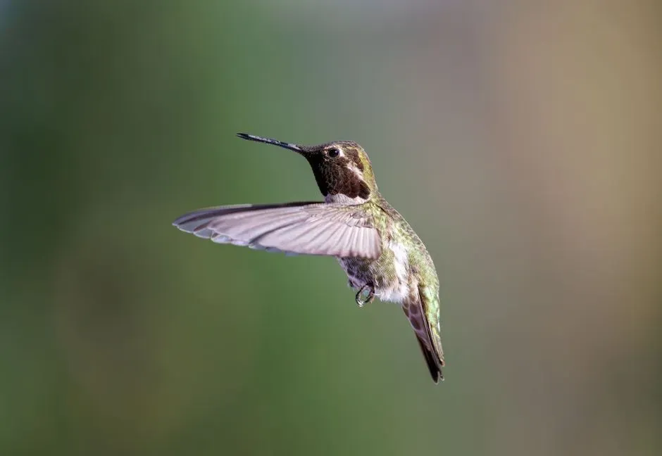 They seek out more insects and spiders for protein (Image Credits: Pexels)