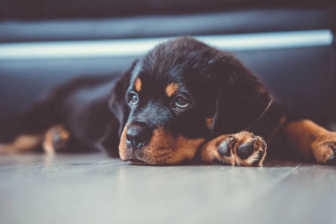 #25 Rottweiler – Strength, Confidence, And Growing Responsibility (Image Credits: Unsplash)