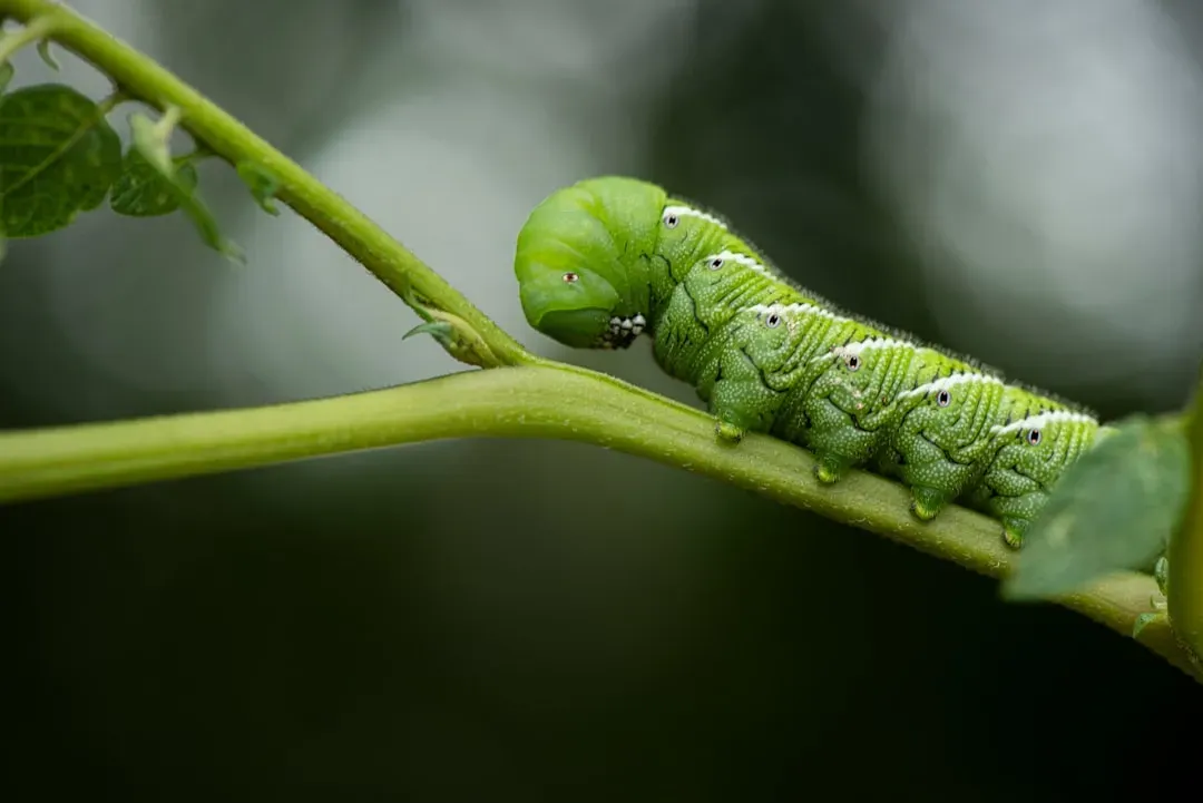 3. Caterpillars: Beautiful in Theory, Devastating in Practice (Image Credits: Unsplash)