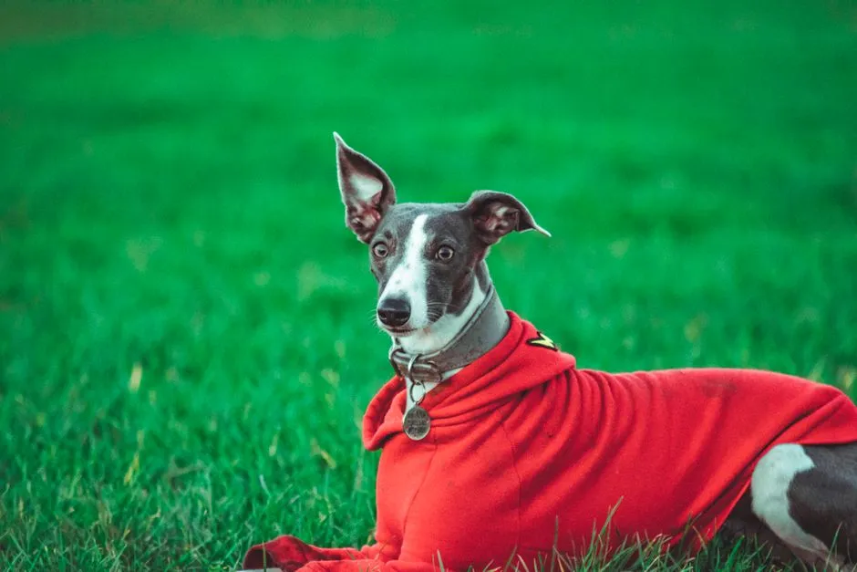 5. Whippet: Built for Speed, Not for Frost (Image Credits: Pexels)