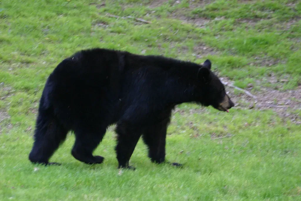 Report the Encounter to Local Wildlife Authorities (MorristownNPS, Flickr, CC BY 2.0)