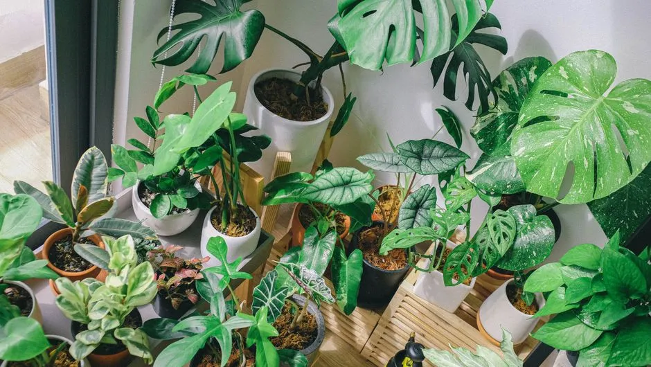 #12 - Ignoring Spacing and Turning Beds Into a Jungle (Image Credits: Pexels)