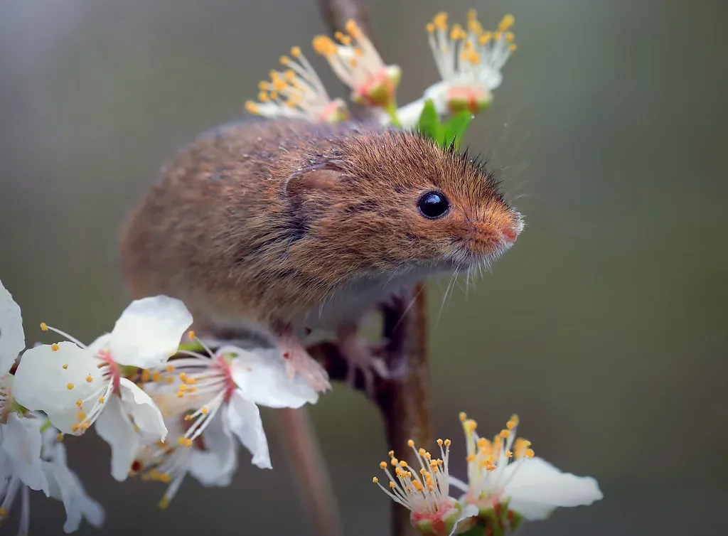 Virgo: The Harvest Mouse's Meticulous Planning (Image Credits: Flickr)