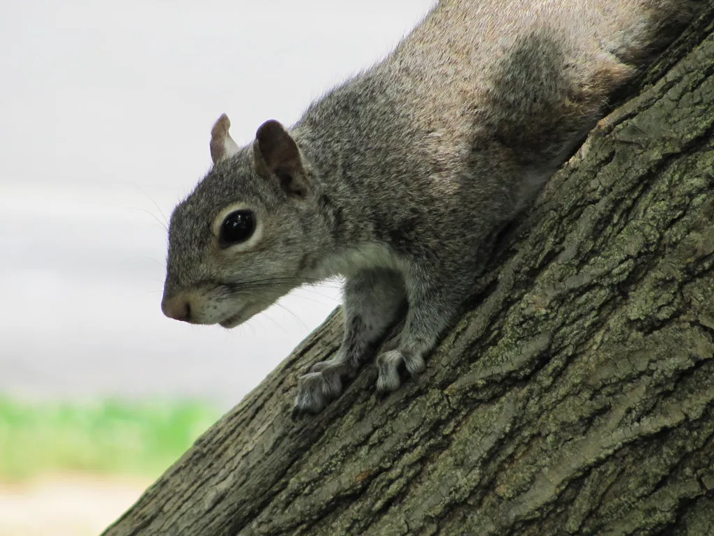 What Squirrel Tricks Reveal About Animal Minds (geopungo, Flickr, CC BY 2.0)