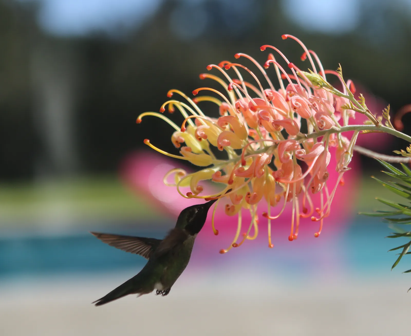 #7 - They Ignore the Fancy Feeder and Go Straight for One Spot (By dsearls, CC BY 2.0)