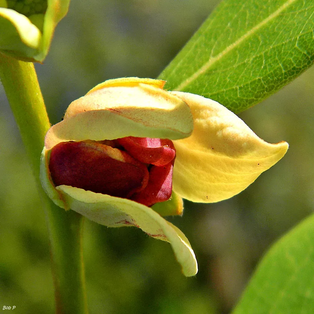 Florida: Tropical Treasures and Coastal Rarities (Image Credits: Wikimedia)