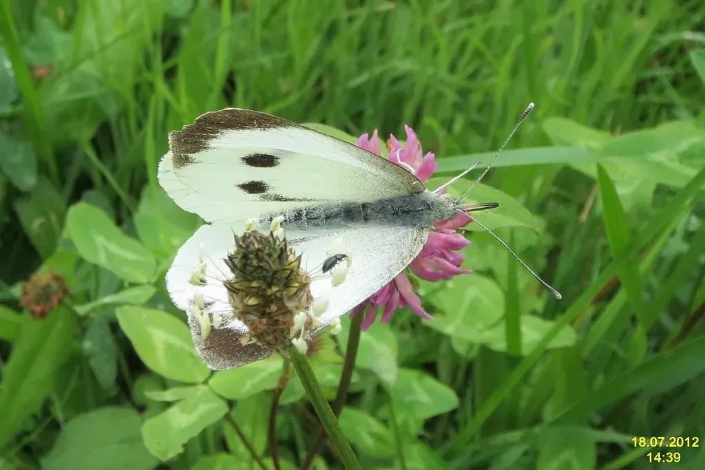 Butterflies and Moths: Pollen's Night-and-Day Transporters (Image Credits: Flickr)