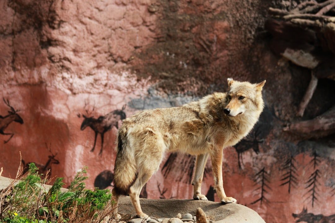 The Coyote: Sacred Trickster and Teacher (Image Credits: Unsplash)