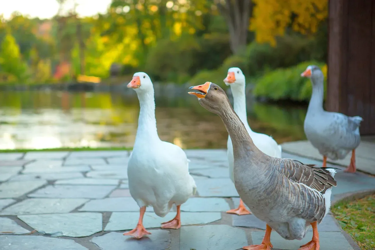 Honking: Alarm Bells Ringing (Image Credits: Pixabay)