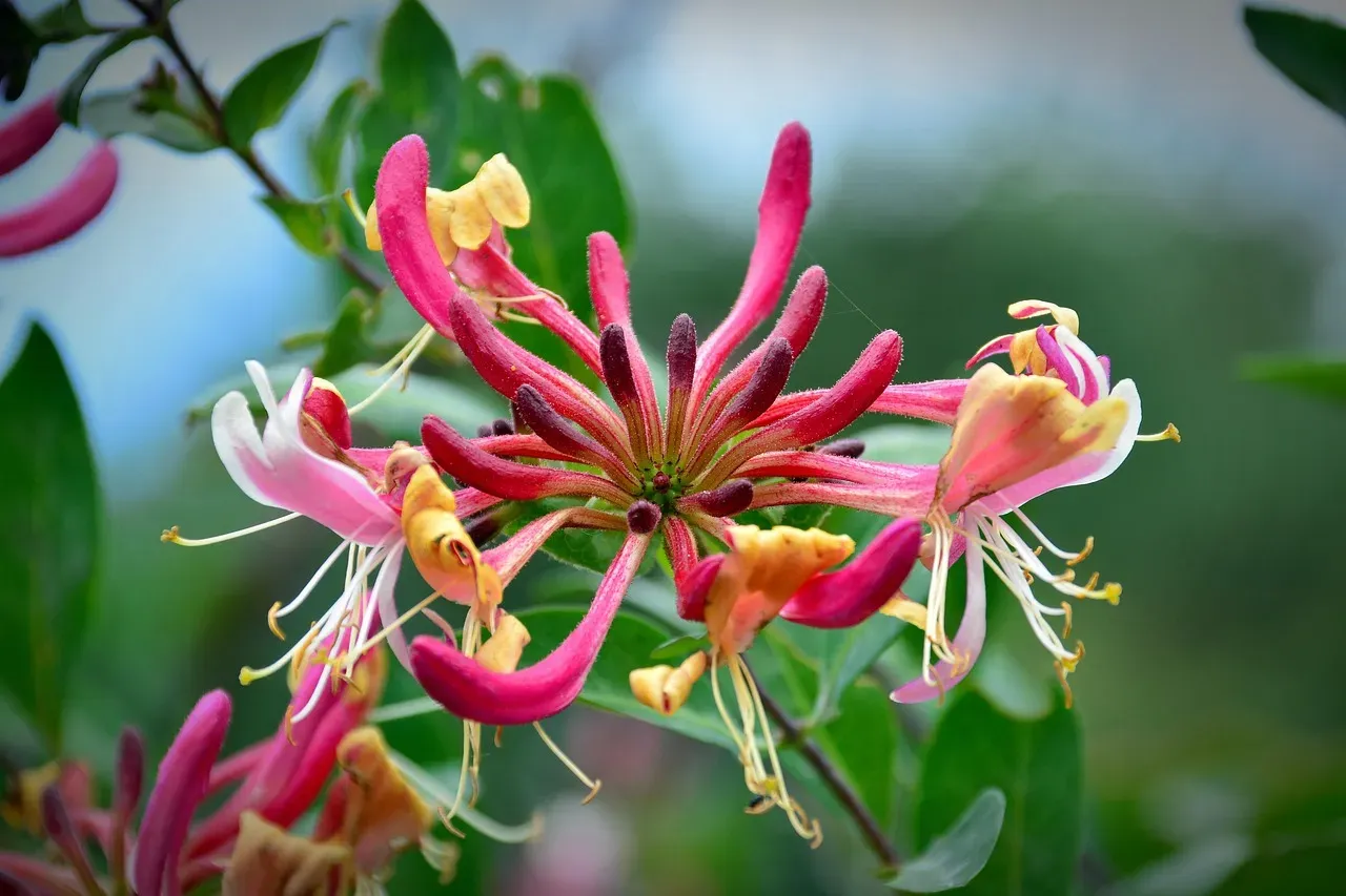 Aries (March 21 – April 19): Honeysuckle (Image Credits: Pixabay)