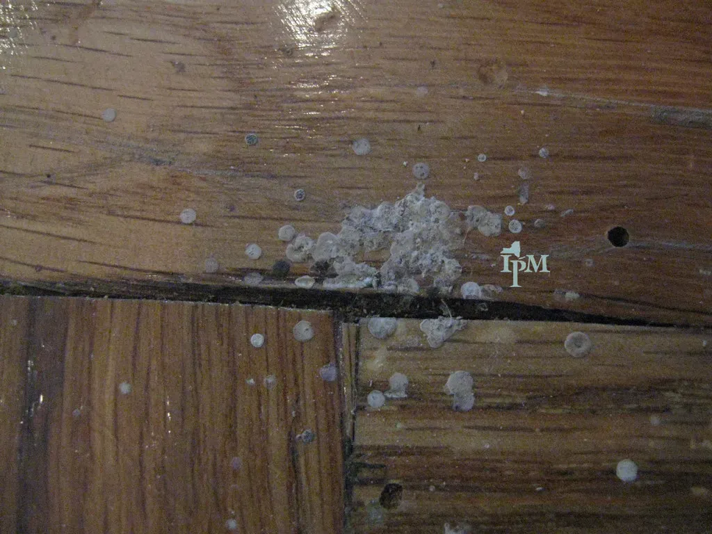 Small Dark Droppings on Walls and Floors (Image Credits: Flickr)